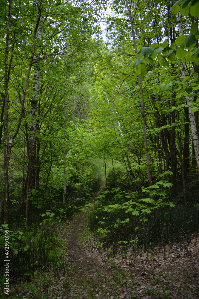 Obraz premium Beautiful landscape with curved walking path in green forest in summer