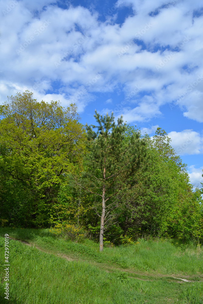 Summer landscape with path between edge of mixed forest and lawn with green grass Summer landscape with path between edge of mixed forest and lawn with green grass