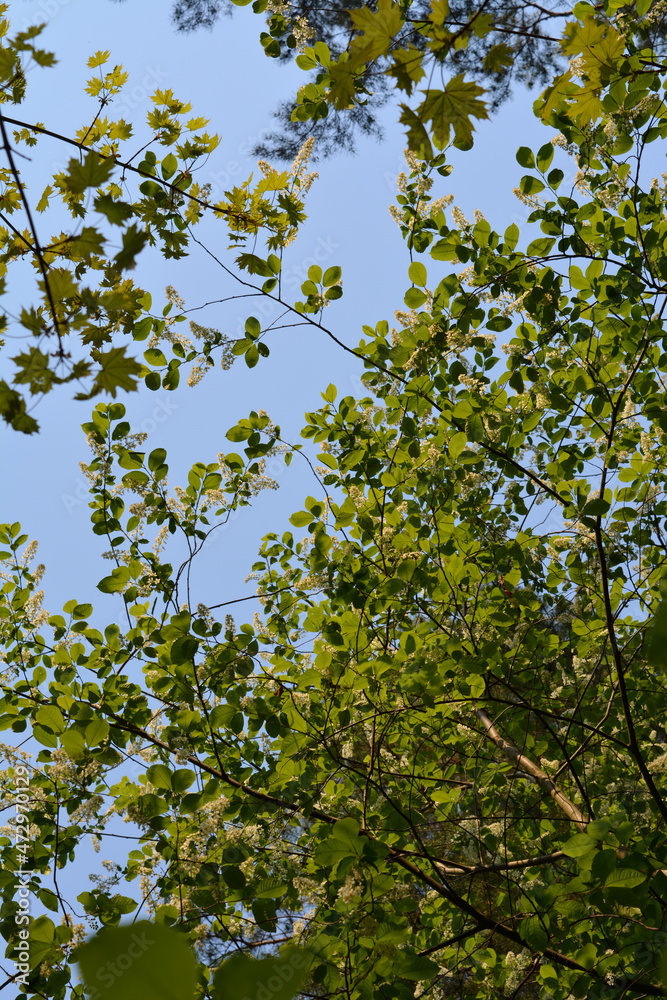 The blue sky shines through the branches of blooming bird cherry and Norway maple. Beautiful forest landscape. Vertical photo. The blue sky shines through the branches of blooming bird cherry and Norway maple. Beautiful forest landscape. Vertical photo.
