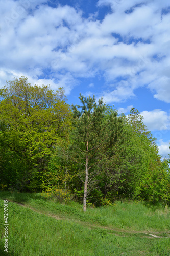 Summer landscape with path between edge of mixed forest and lawn with green grass
