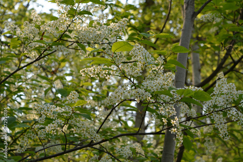 Thin branches of bird cherry with beautiful inflorescences illuminated by the sun. Spring forest. Photo wallpaper. © Happy Dragon