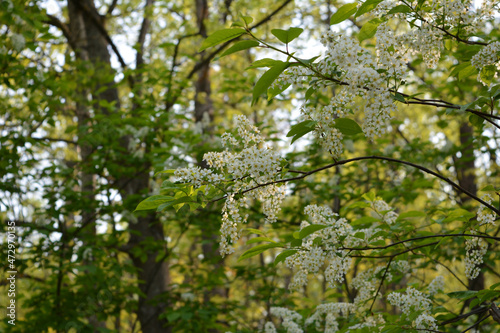 Blooming bird cherry in the spring forest. Nice photo.