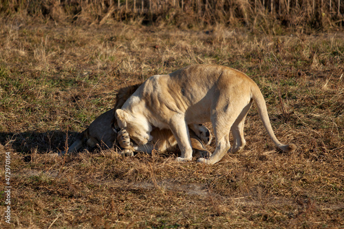 the lion and the white lioness