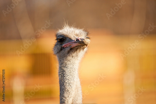 portrait of an ostrich