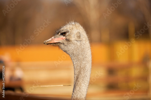 emu close up