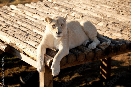 white lion