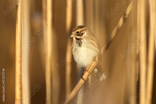 Females of common reed bunting (Emberiza schoeniclus) are photographed close-up in their natural habitat in soft morning light. Detailed photo to identify the bird.