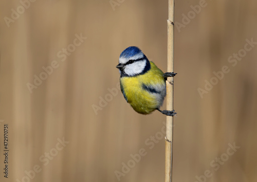 Close-up of Eurasian blue tit (Cyanistes caeruleus) sitting on a reed branch in the soft morning light. Detailed photo in winter plumage