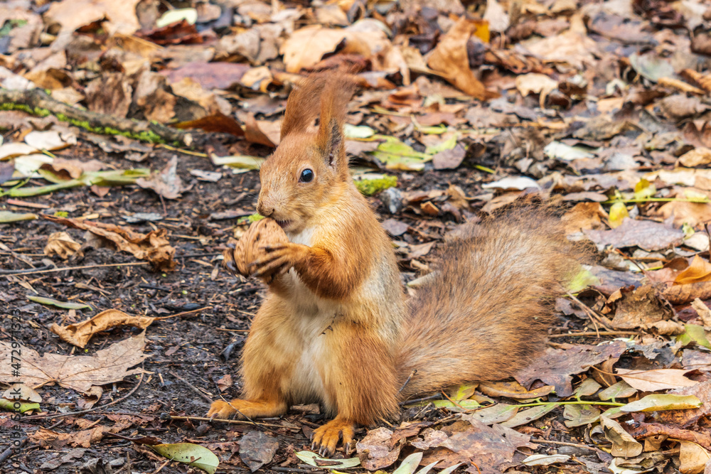 red squirrel holding walnut in a autumn park with yellow leaves red squirrel holding walnut in a autumn park with yellow leaves