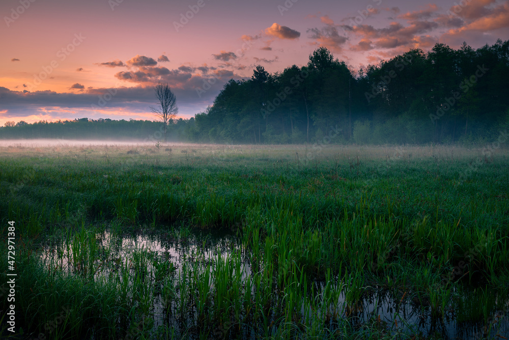 misty sunrise in a meadow near Lublin
