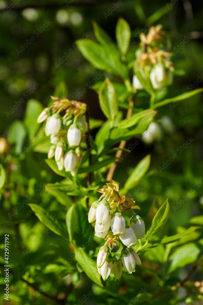 Obraz premium Blossoms of Canadian blueberry on the stem of a plant with green leaves. 