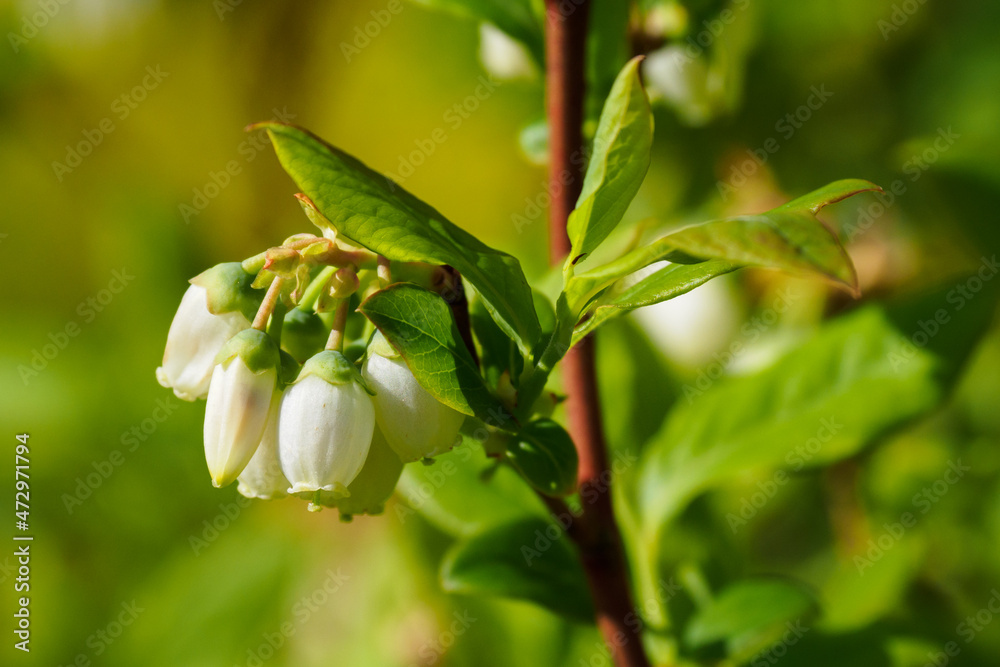 Obraz premium Blossoms of Canadian blueberry on the stem of a plant with green leaves. 