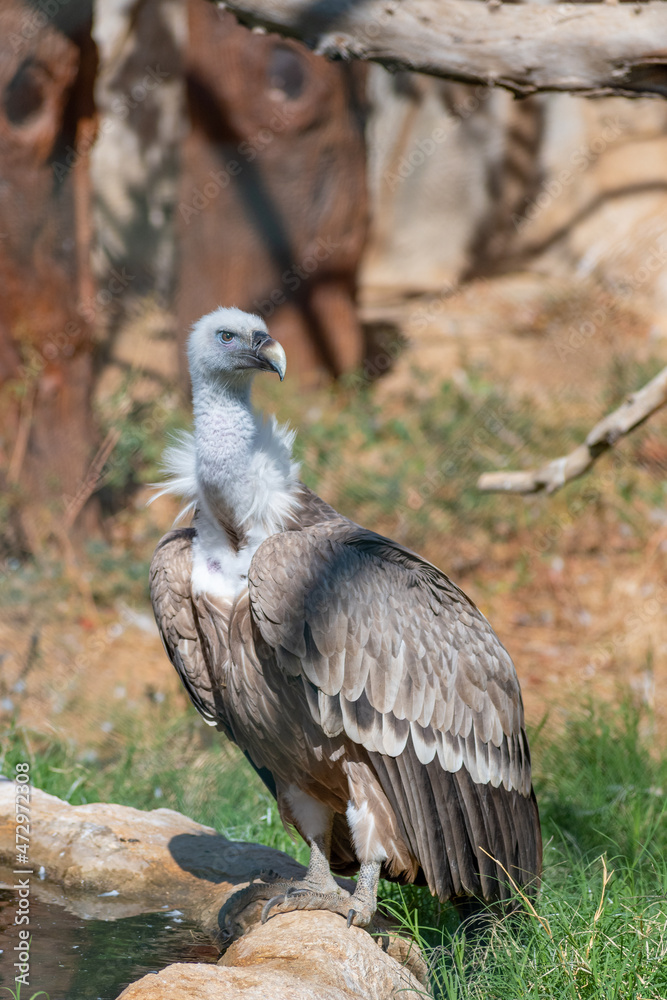 Griffon vulture (Gyps fulvus) bird Griffon vulture (Gyps fulvus) bird