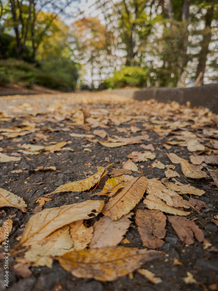 Fototapeta premium autumn in the park