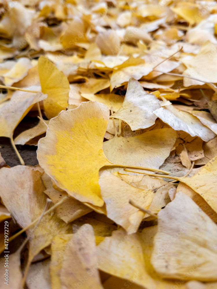 Naklejka premium autumn leaves