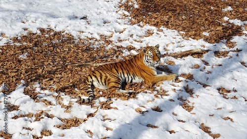 siberian tiger in the snow
