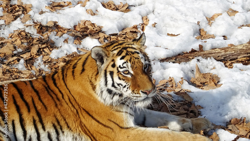 siberian tiger in snow