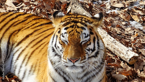 tiger on the rock