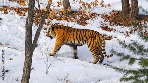 tiger in snow