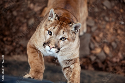 cougar