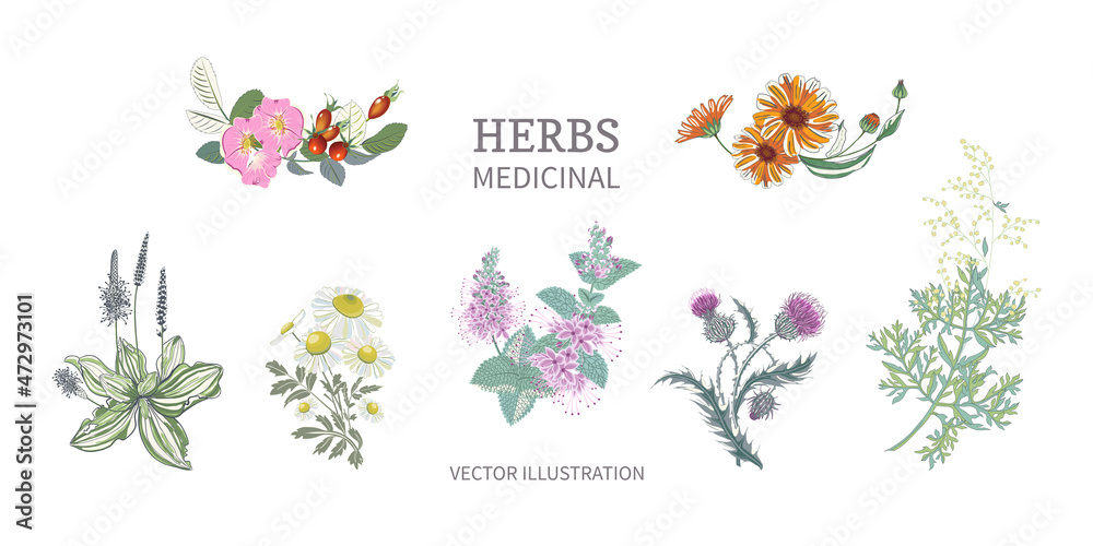 Collection of medicinal herbs. Rosehip, calendula, chamomile, milk thistle, wormwood, mint, plantain.