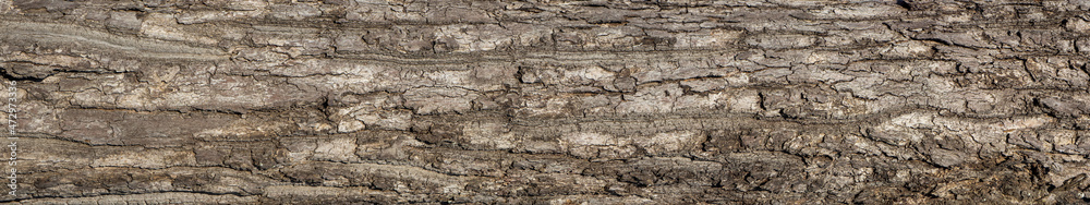 Ebossed texturem of the bark of tree on white background photo, High Resolution for 3D.