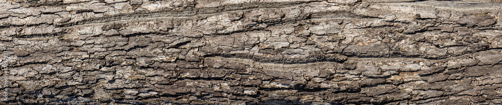 Ebossed texturem of the bark of tree on white background photo, High Resolution for 3D. Ebossed texturem of the bark of tree on white background photo, High Resolution for 3D.