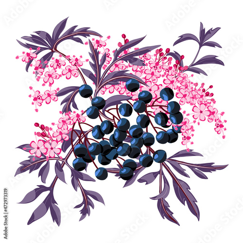 Black elderberry branch with berries and leaves. Elder flower blossom.