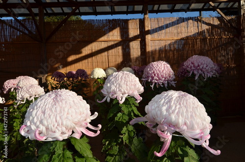 Chrysanthemums are in full bloom.