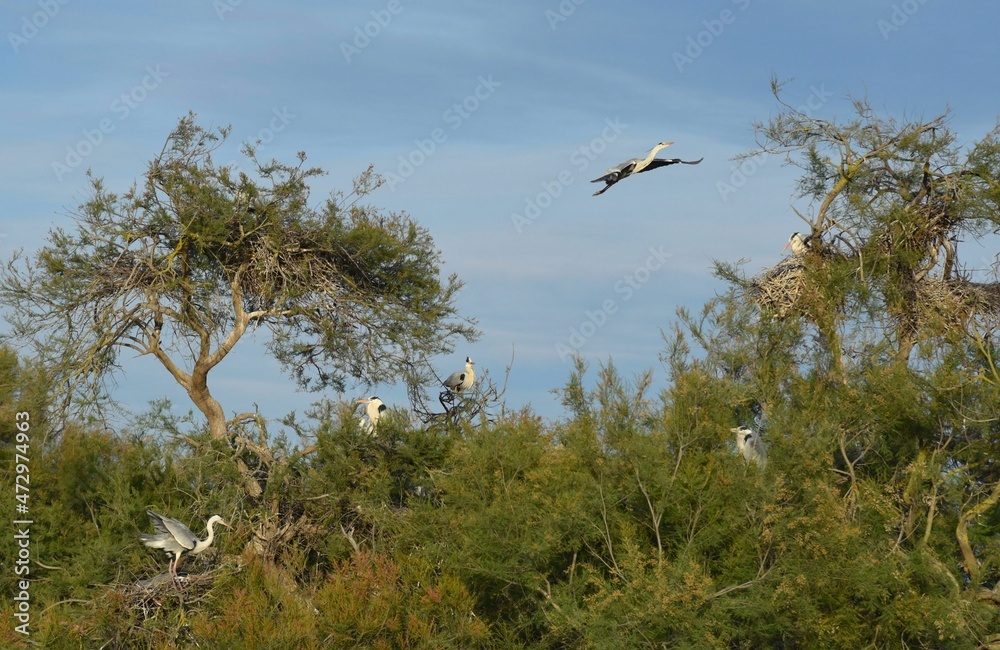 Grays herons, Ardea cinerea Linnaeus, Hérons cendrés.
Camargue, France Grays herons, Ardea cinerea Linnaeus, Hérons cendrés.
Camargue, France