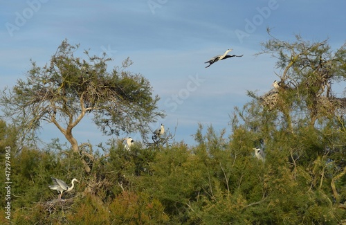 Grays herons, Ardea cinerea Linnaeus, Hérons cendrés. Camargue, France