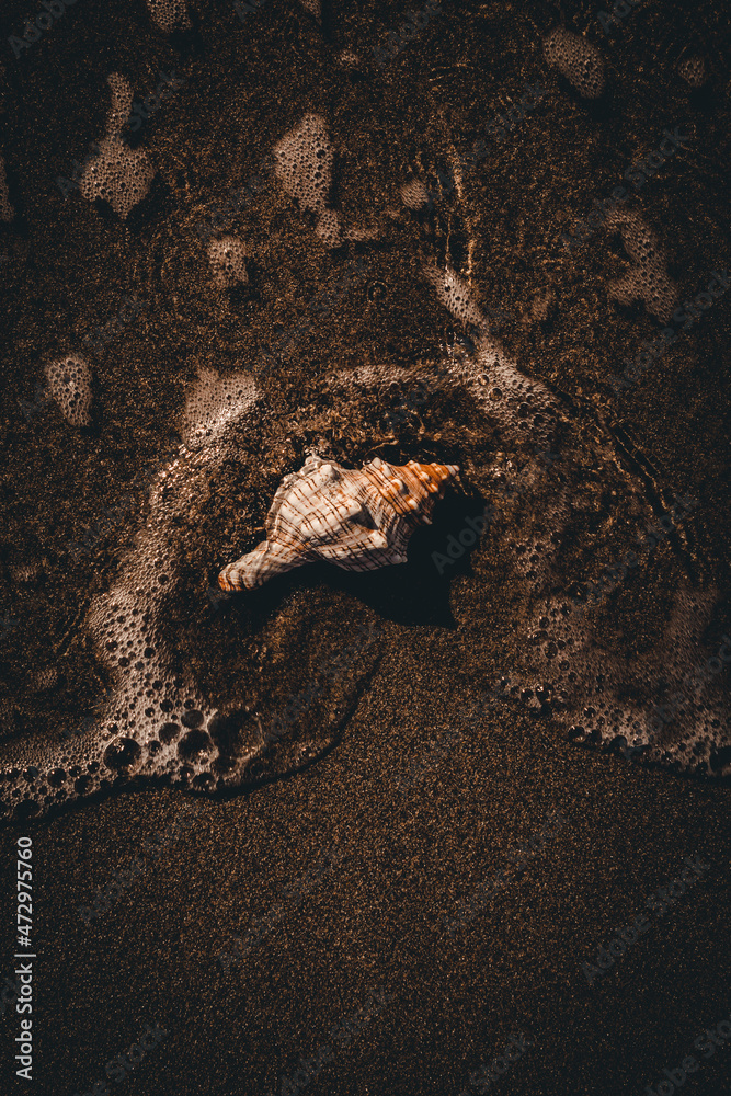 Sea splashing on sea shell on sandy beach Sea splashing on sea shell on sandy beach