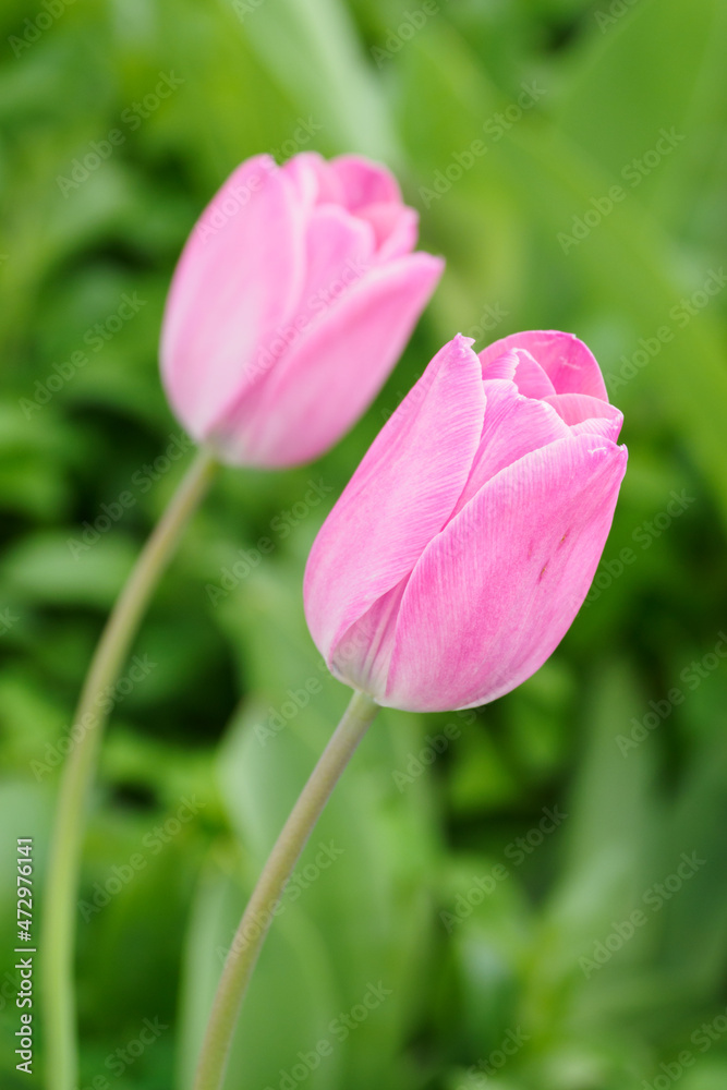 Two pink tulip flowers out in nature.