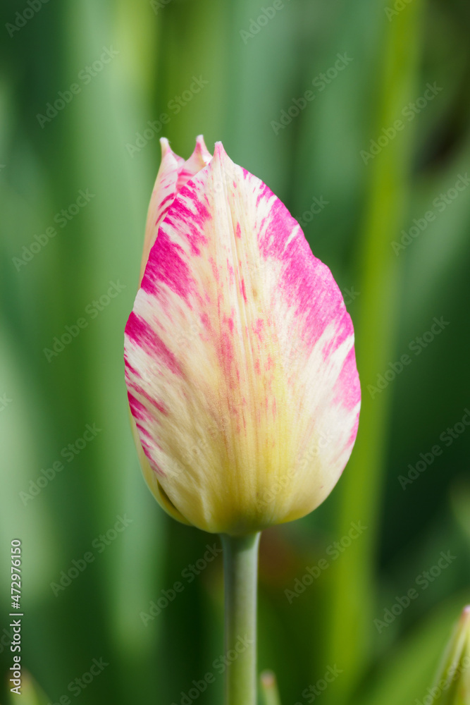 Detail of the flower of a yellow tulip with pink anne.