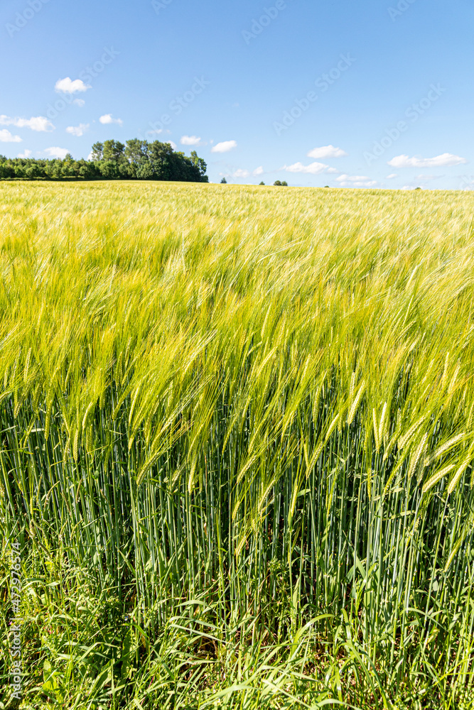Barley in June near the Cotswold village of Yanworth, Gloucestershire UK