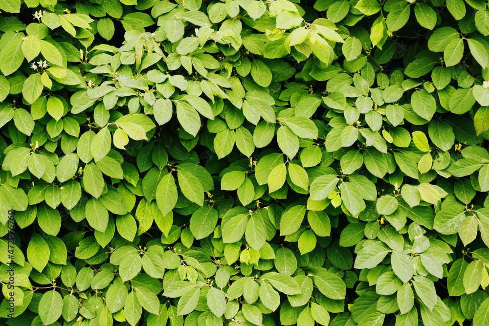 Green leaves texture. Climber plant background. Creeper plant texture. Gedge bush pattern. Natural summer wall. Home outdoor decoration. Green leaves texture. Climber plant background. Creeper plant texture. Gedge bush pattern. Natural summer wall. Home outdoor decoration.