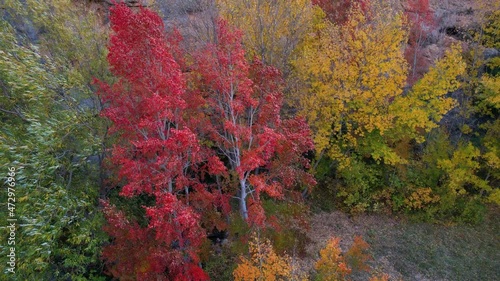 Poplars in autumn in the Guadalaviar river in the surroundings of the town of Albarracín in the Sierra de Albarracín region, Teruel province, autonomous community of Aragon, Spain, Europe photo