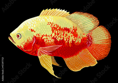 Drawing ruby red albino, art.illustration, vector