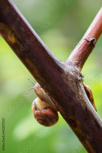 A snail crawling on the stem of a blackberry. photo