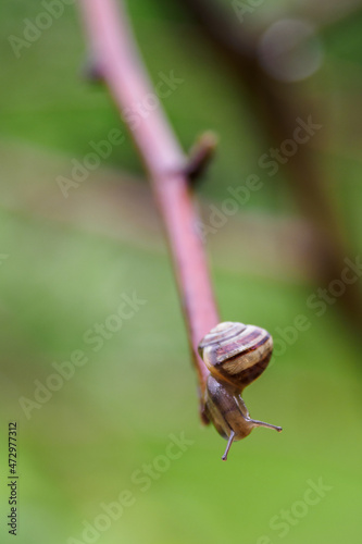 A snail crawling on the stem of a blackberry.