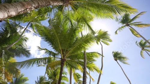 Exotic beach with a lot of palm trees and white sand. Dominican Republic