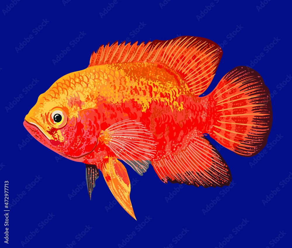 Drawing premium red tiger, art.illustration, vector Drawing premium red tiger, art.illustration, vector