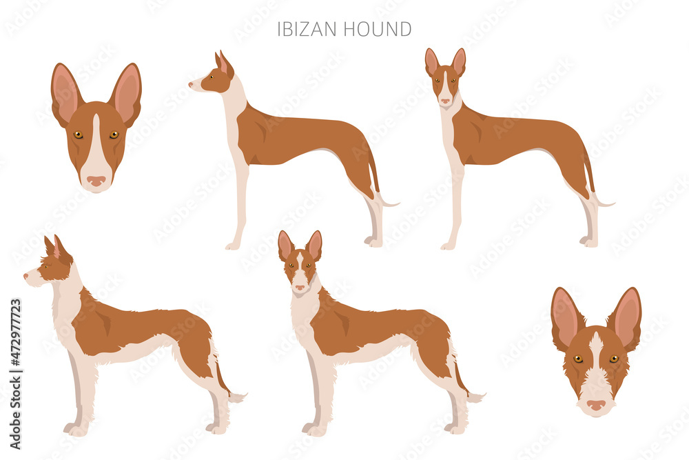 Ibizan hound clipart. Different poses, coat colors set.