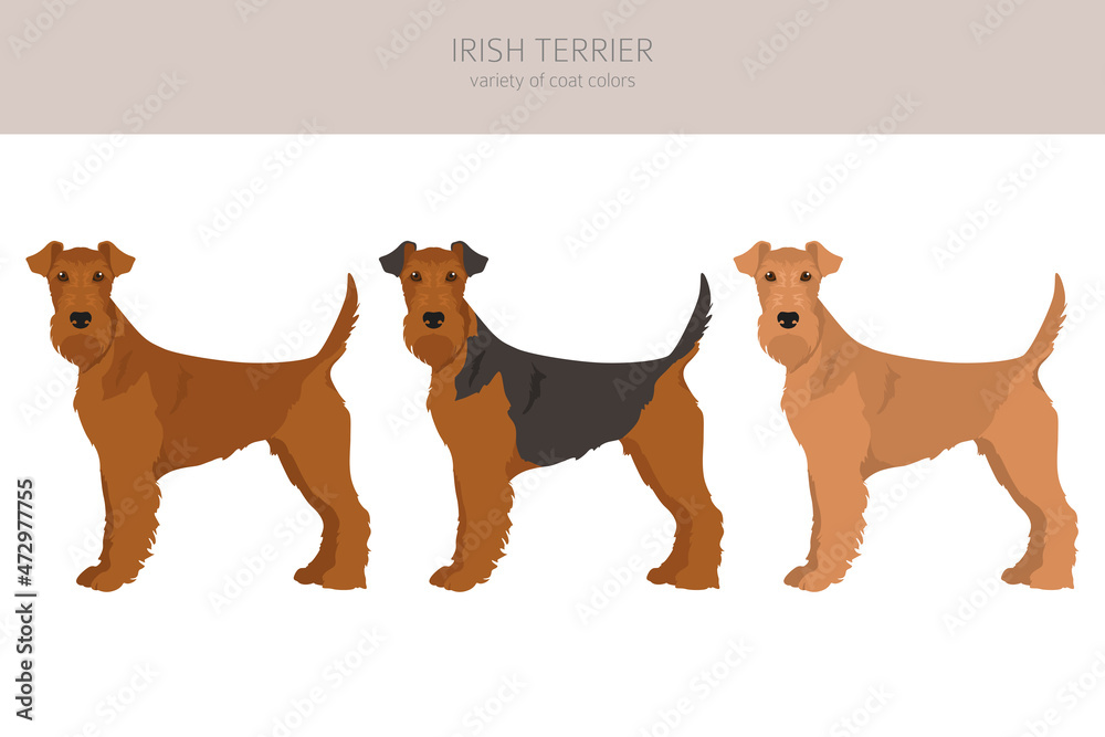 Irish terrier clipart. Different poses, coat colors set