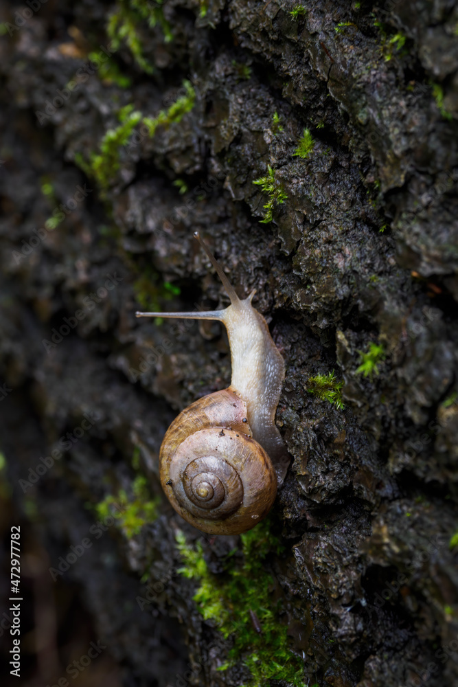 A snail crawling on a tree trunk. A snail crawling on a tree trunk.