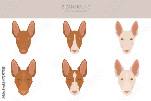 Ibizan hound clipart. Different poses, coat colors set. photo