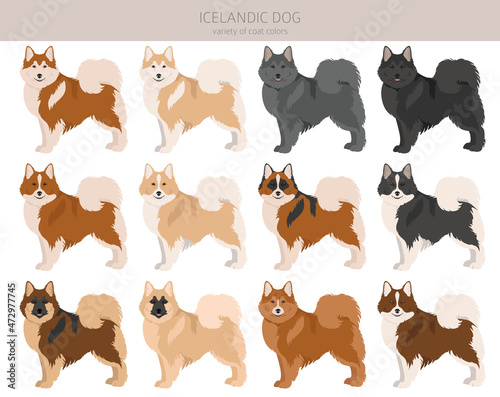 Fototapeta Naklejka Na Ścianę i Meble -  Icelandic dog clipart. Different poses, coat colors set