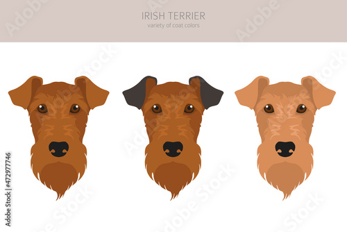 Irish terrier clipart. Different poses, coat colors set