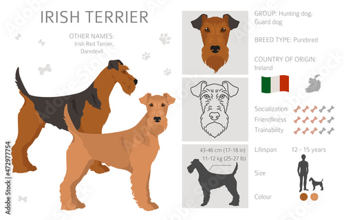 Irish terrier clipart. Different poses, coat colors set