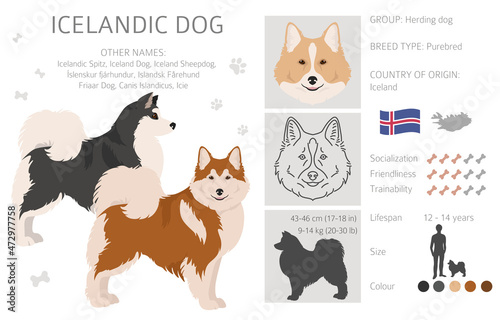 Icelandic dog clipart. Different poses, coat colors set